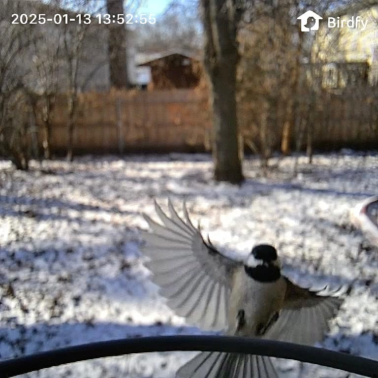 Birdfy 2 Smart Bird Feeder with Camera, Dual-Lens (2K+1080P) Camera for Live Streaming & Close-Up Photos, AI Identifies Bird Species, Solar-Powered Backyard Birdwatching Gift Customer Review Birdfy 2 Smart Bird Feeder with Camera, Dual-Lens (2K+1080P) Camera for Live Streaming & Close-Up Photos, AI Identifies Bird Species, Solar-Powered Backyard Birdwatching Gift - Customer Photo 2
