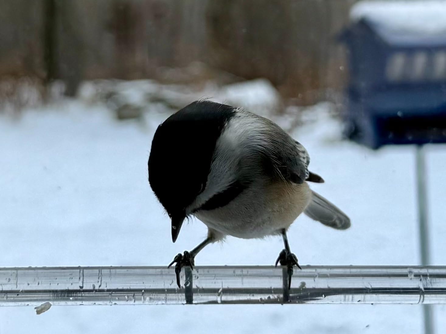 VISIOGEAR Clear View Window Bird Feeder with Strong Suction Cups, Acrylic Transparent Outdoor Wild Bird Seed Feeder and Décor, 2 Cup Capacity, Clear - Customer Photo 2
