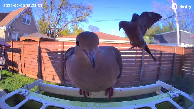 Birdfy Smart Bird Feeder with Camera, Durable Metal Feeders for Outdoors, Auto-Identify & Record Video, Instant Alert, Live Bird Watching Camera Solar, Gifts for Backyard Birder (AI Lifetime Free) - Customer Photo 1