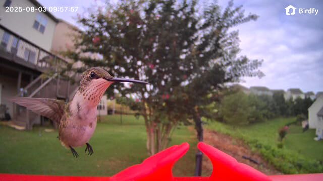 Birdfy Smart Hummingbird Feeder with Camera, Auto Record Bird Video, Instant Notification, Live View, Solar Powered Hummingbird Feeders for Outdoors Ant Bee Proof, 14oz, Gift for Bird Lovers - Customer Photo 1