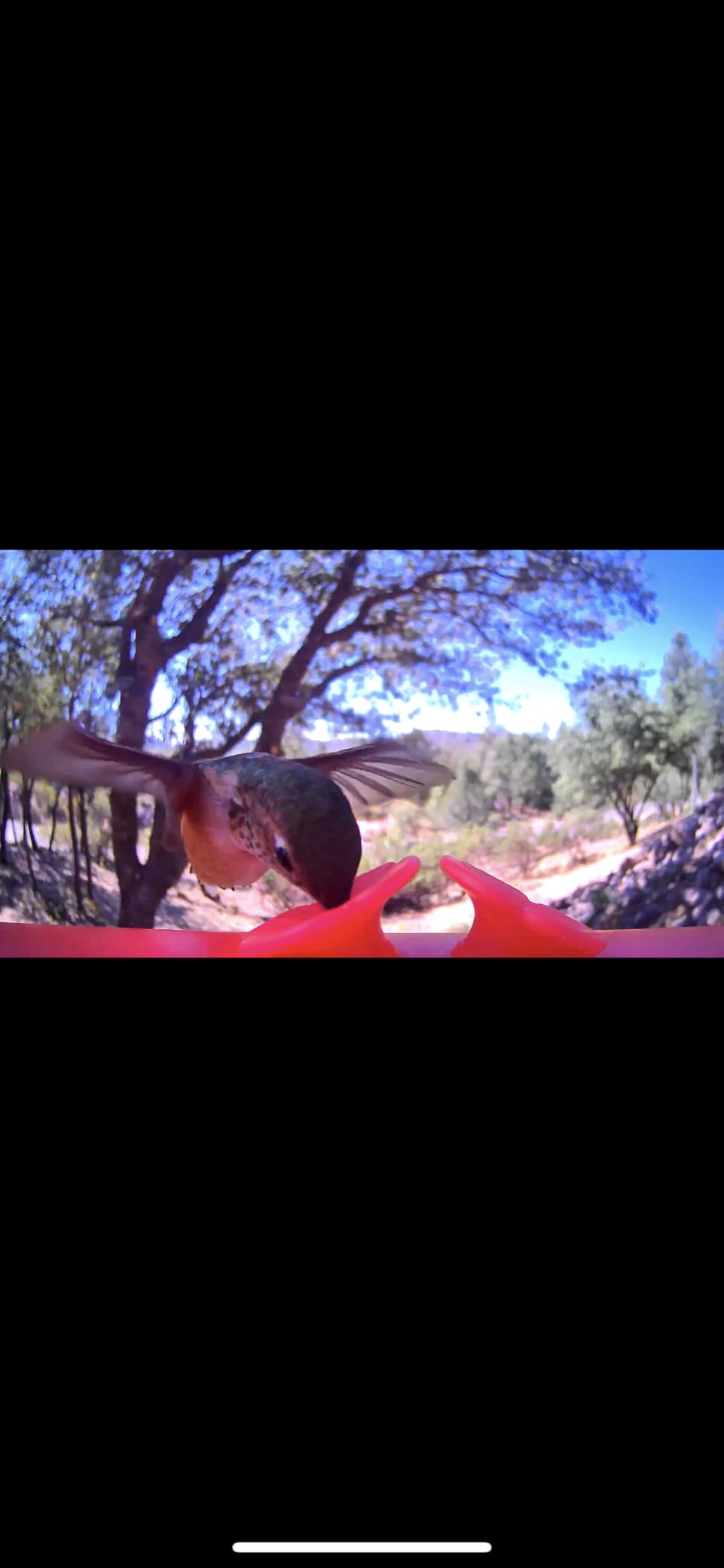 Birdfy Smart Hummingbird Feeder with Camera, Auto Record Bird Video, Instant Notification, Live View, Solar Powered Hummingbird Feeders for Outdoors Ant Bee Proof, 14oz, Gift for Bird Lovers - Customer Photo 2