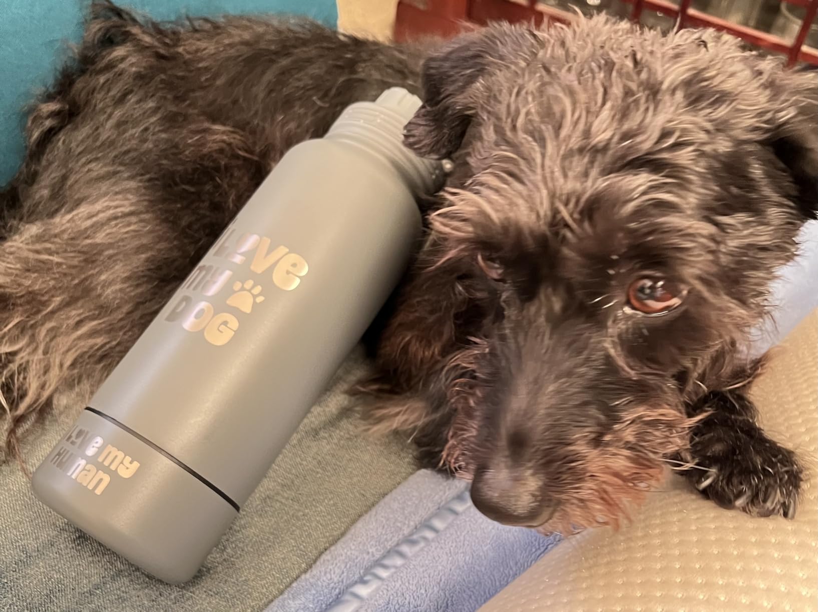 Dog Dad Water Bottle – 32 oz Stainless Steel Double Wall Insulated with 8 oz Detachable Bowl on Bottom – Cool Dog Dad Gifts for Men for Christmas, Birthdays or Gift from The Doggy – DD Black - Customer Photo 2