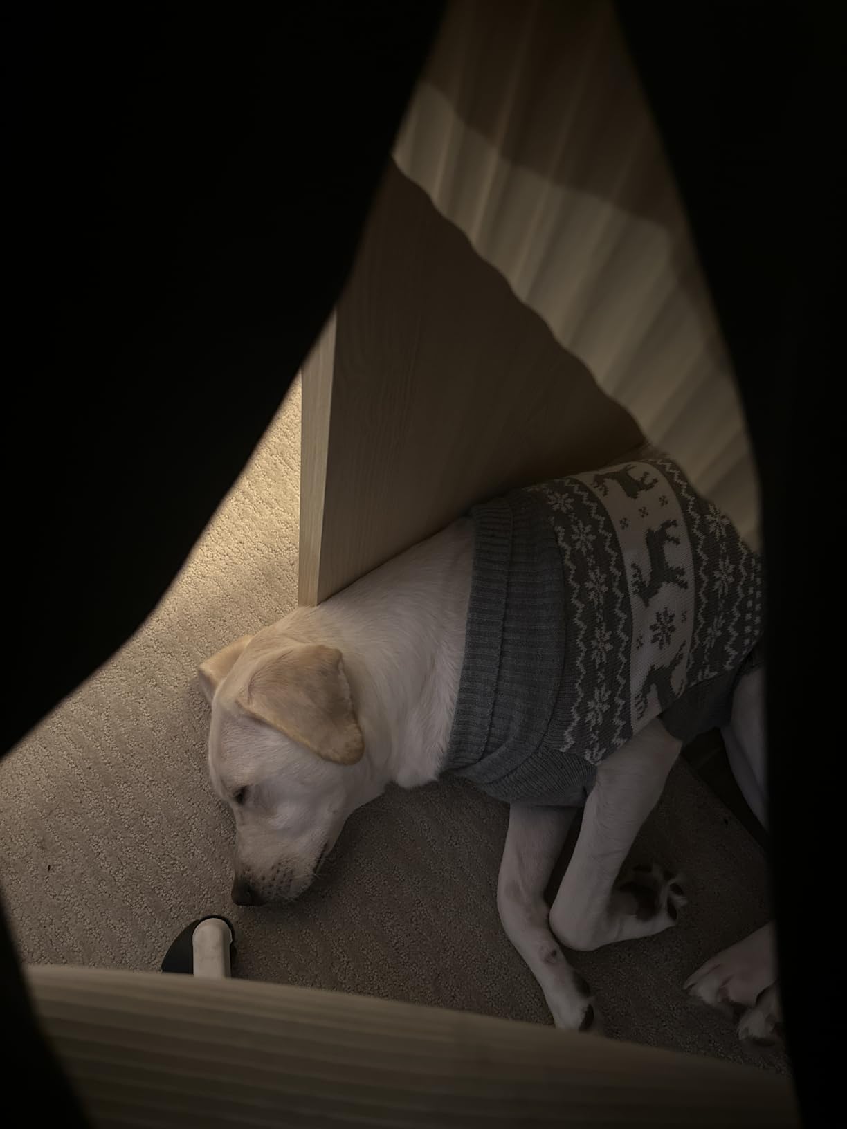 Trucozie Cordless Vacuum Cleaner, Self-Standing Lightweight Stick Vacuum with 50 mins Runtime, Powerful Suction, Anti-Tangle Wireless Vacuum for Home, Hardwood Floor, Carpet, Pet Hair, Black - Customer Photo 1