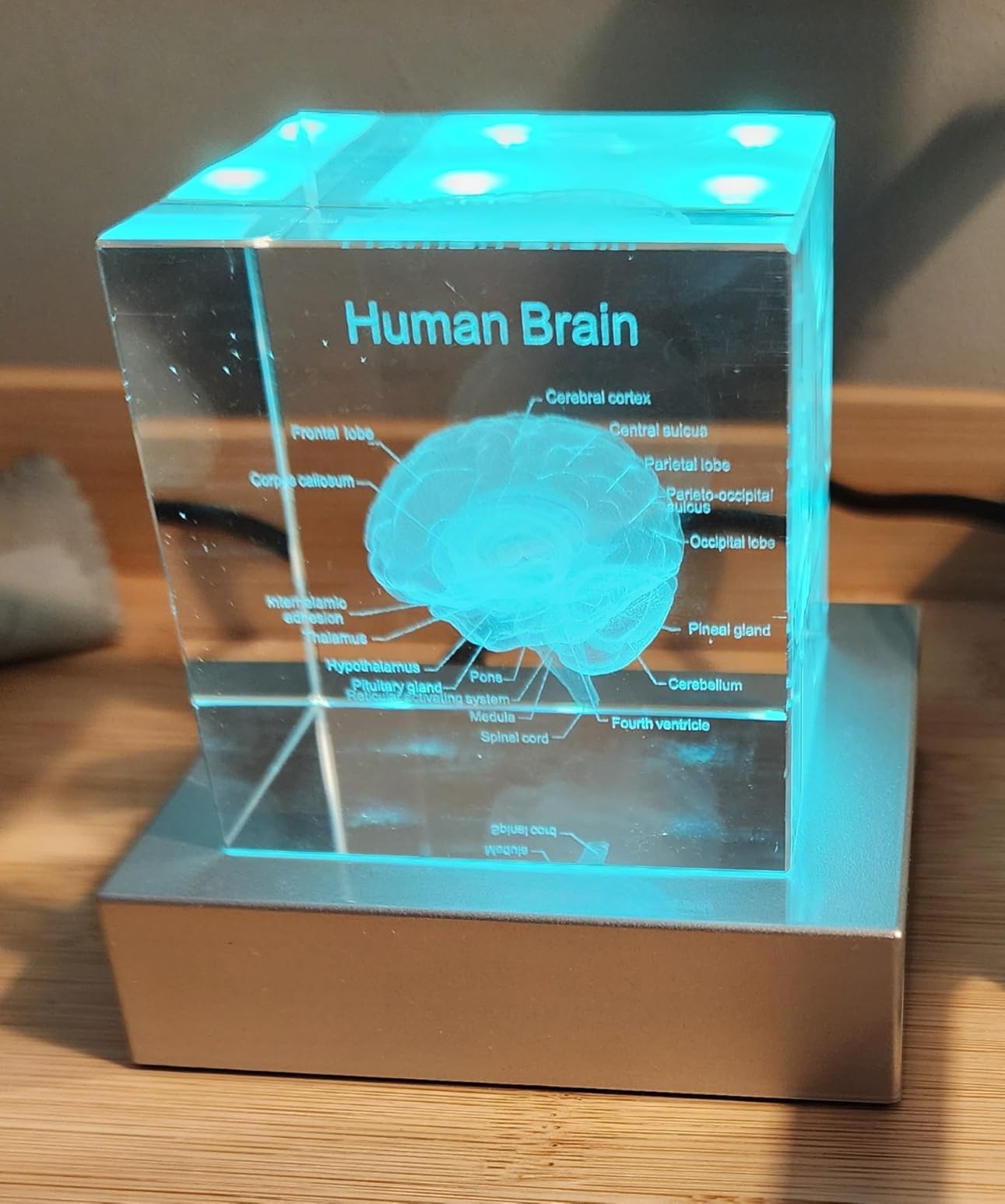 3D Human Brain Anatomy Model, Doctor Psychology Gifts, K9 2.4 Inch Etched Crystal Cube Lamp with Battery Powered, Brain Figure Paperweight Science Biology Graduation Teacher Appreciation Gifts - Customer Photo 1