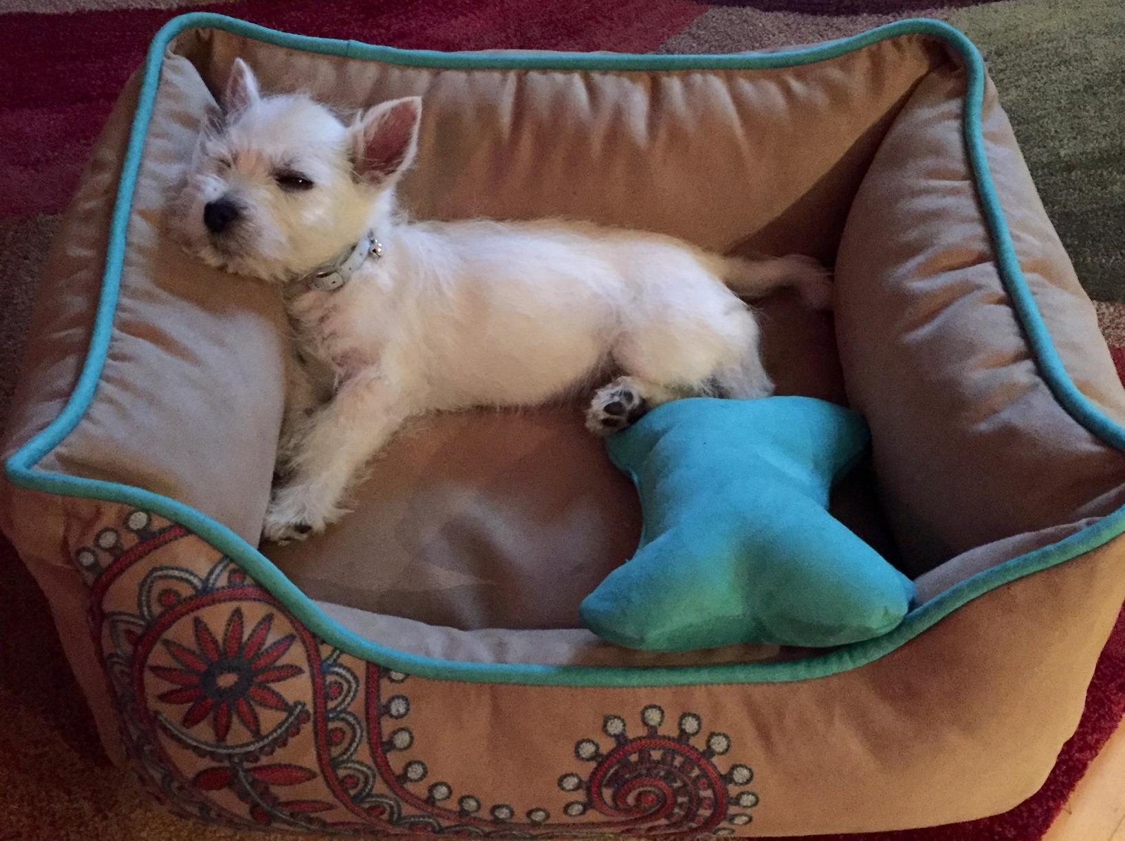 Blueberry Pet Microsuede Pet Bed, Recyclable & Removable Stuffing w/YKK Zippers, Machine Washable, for Cats & Dogs, 25