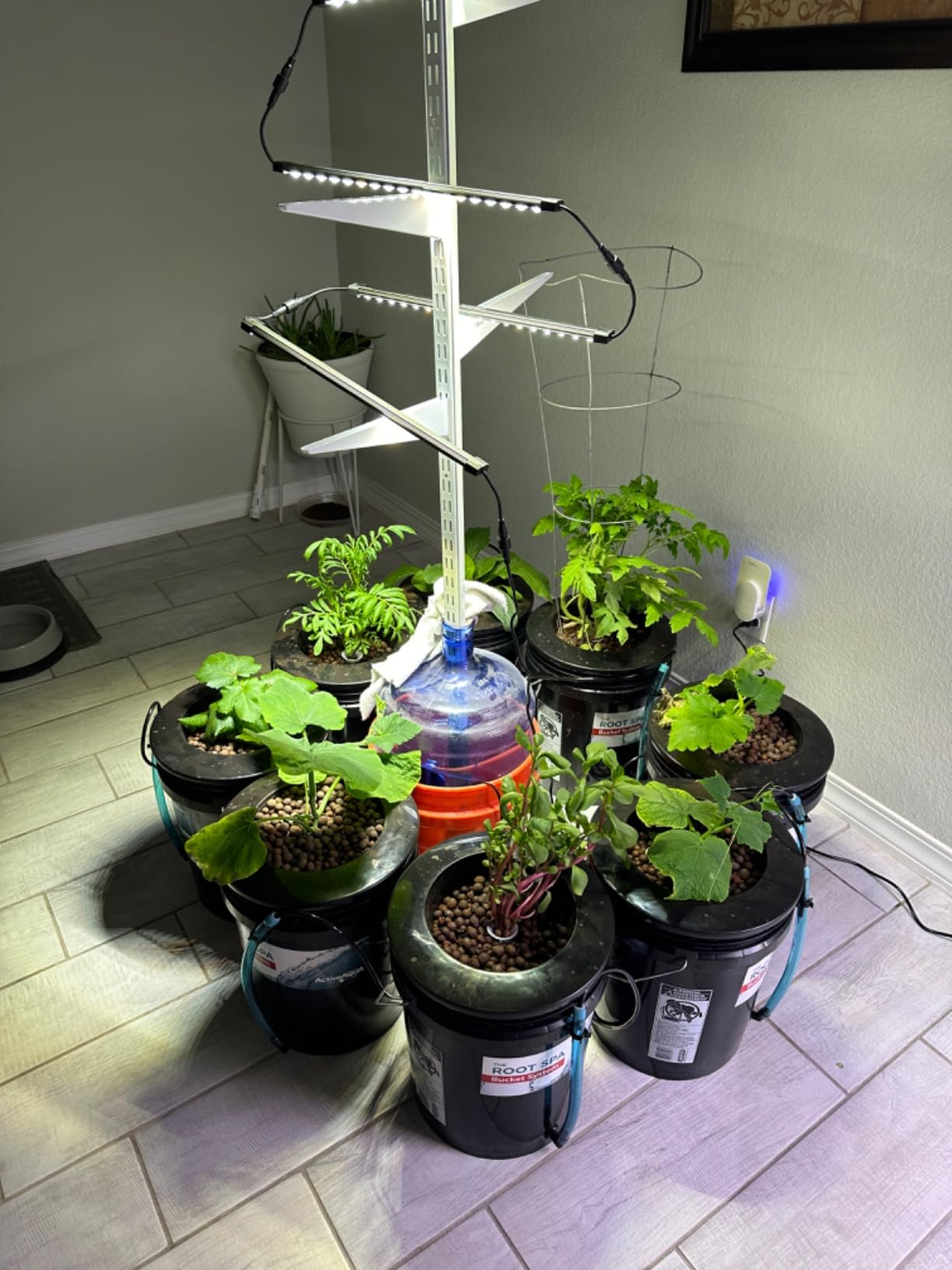 Hydrofarm RS5GALSYS Root Spa Deep Water Culture Bucket System, 5 Gallon, black | 8 in Grow Basket, Air Pump Included, 1/2 in Grommet And Elbow, 1/4 in Black Tubing, Pebble Media Sold Separately customer photo 1