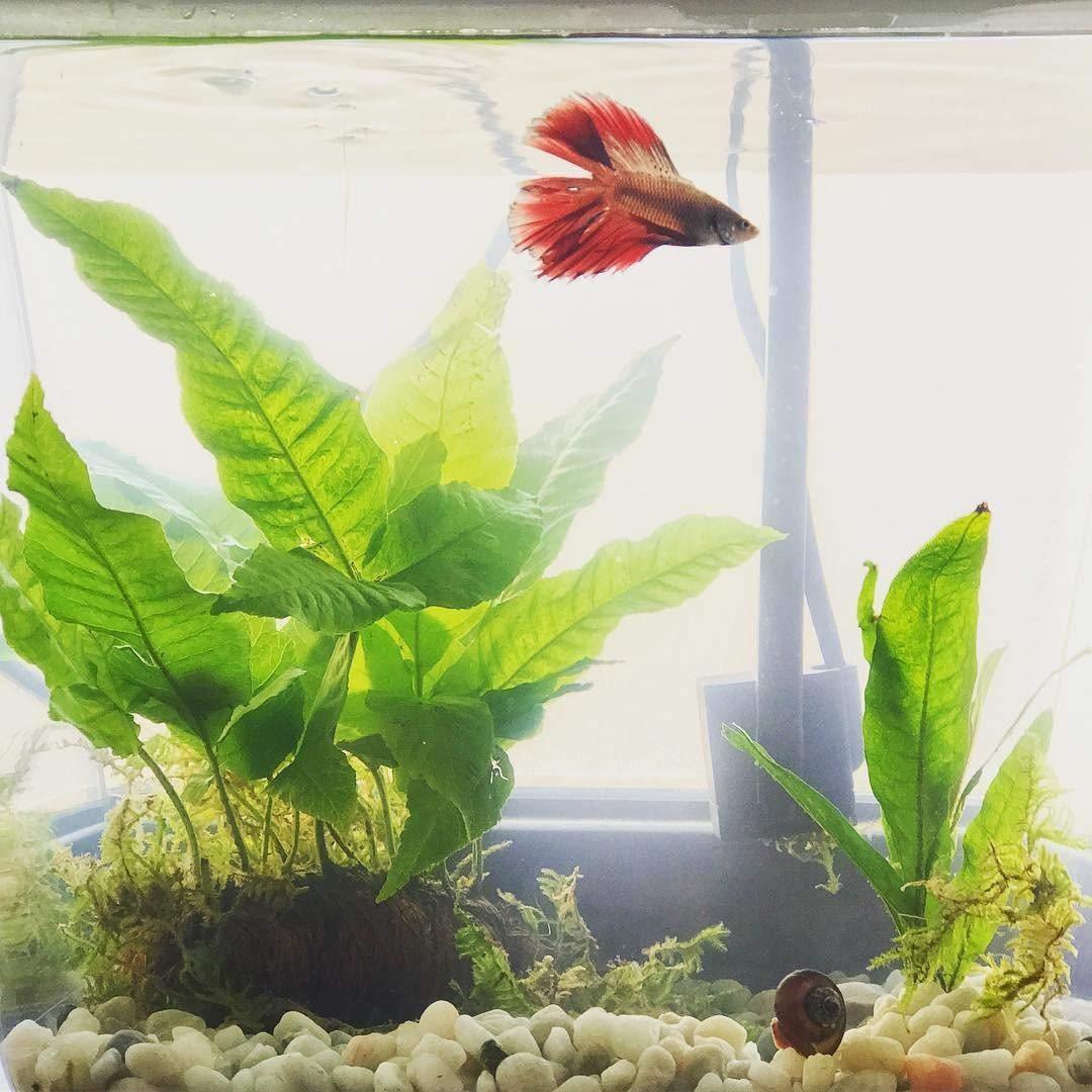 Back to the Roots Indoor Aquaponic Garden - 3 Gallon Self Watering, Mess-Free Planter and Self-Cleaning Fishtank for Herbs, Microgreens, Bamboo, Succulents, and Houseplants, support Fish customer photo 1