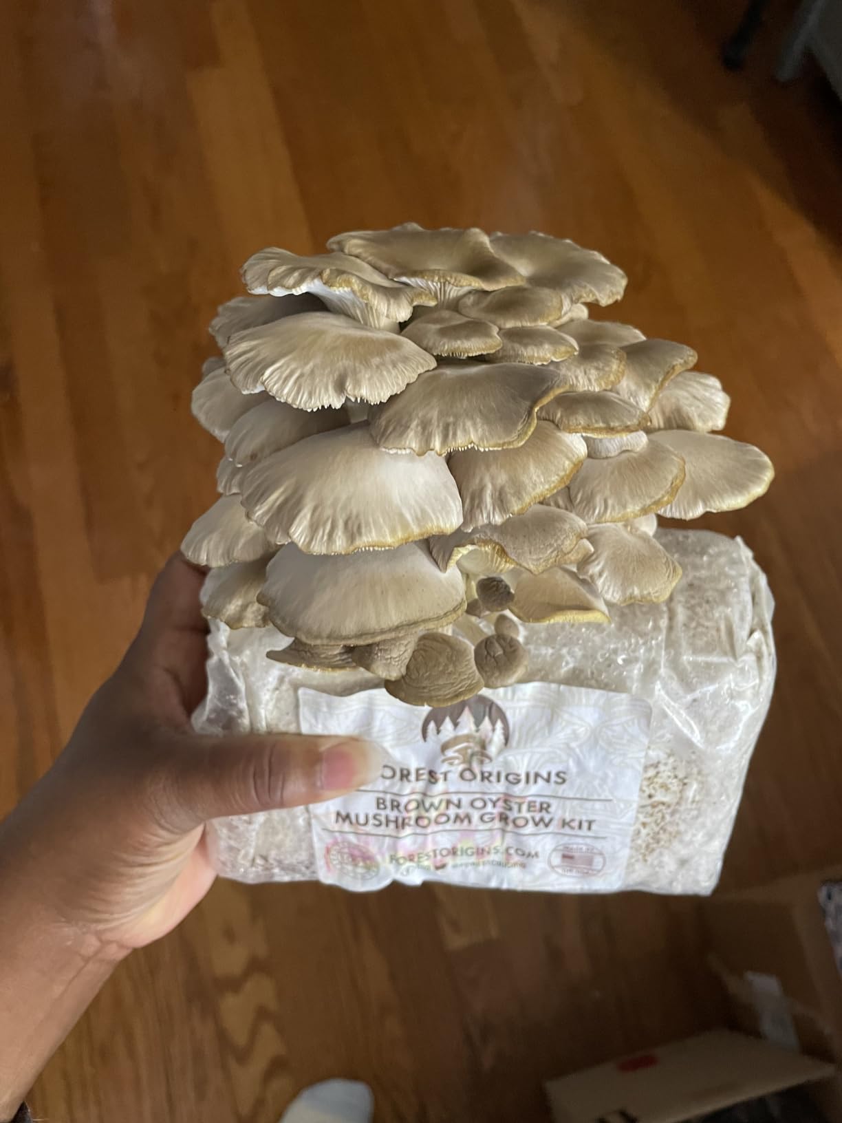 Forest Origins Specialty Trio Oyster Mushroom Grow Kit 3-Pack Variety - Beginner Friendly & Easy to Use, Grows in 10 Days | Handmade in California, USA | Top Gardening Gift, Holiday Gift & Unique Gift customer photo 1