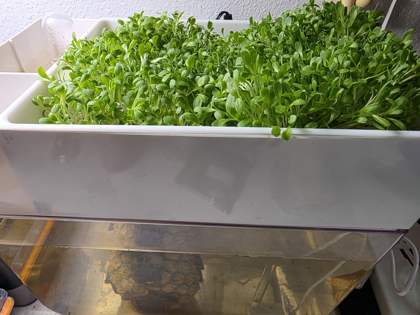 Hydroponic Garden Aquaponic Fish Tank Plants Growing System Self-Cleaning Seed Sprouter Tray customer photo 2
