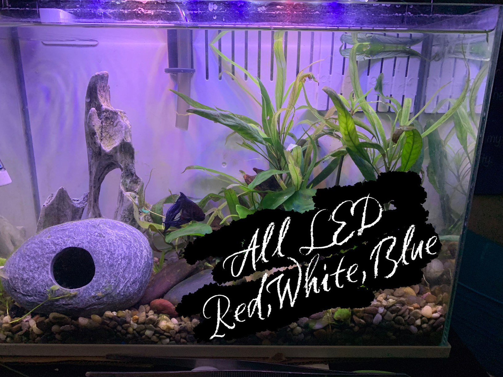 hygger 14W Full Spectrum Aquarium Light with Aluminum Alloy Shell Extendable Brackets, White Blue Red LEDs, External Controller, for Freshwater Fish Tank (18-24 inch) customer photo 1