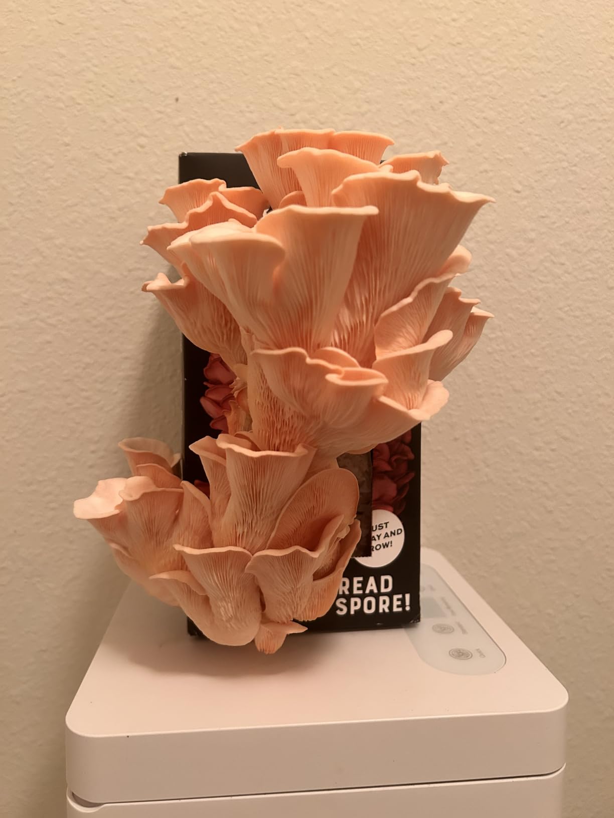North Spore Organic Pink Oyster Mushroom Spray & Grow Kit (4 lbs) | USDA-Certified Organic, Non-GMO, Beginner-Friendly & Easy to Use | Handmade in Maine, USA customer photo 1