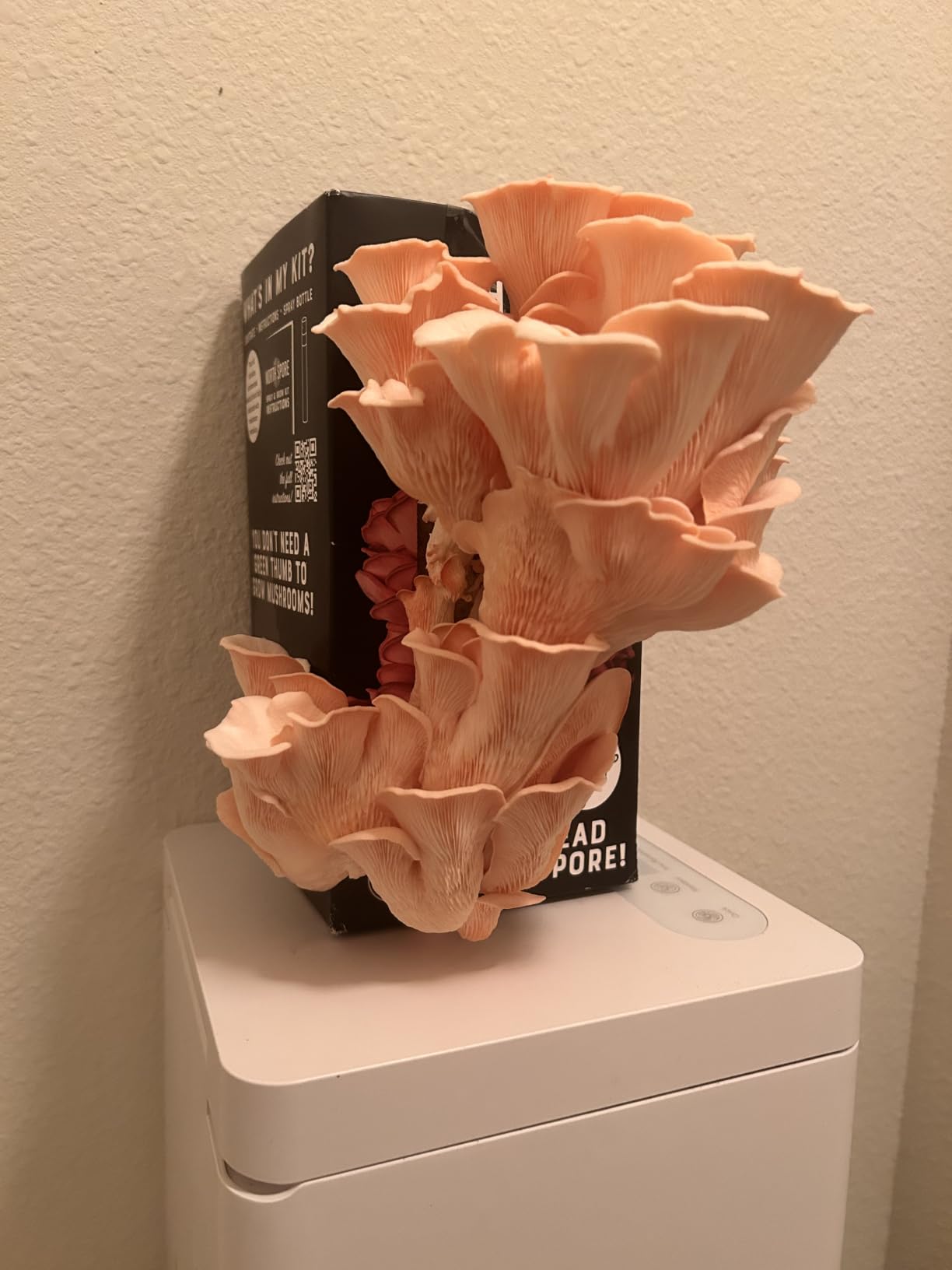 North Spore Organic Pink Oyster Mushroom Spray & Grow Kit (4 lbs) | USDA-Certified Organic, Non-GMO, Beginner-Friendly & Easy to Use | Handmade in Maine, USA customer photo 2
