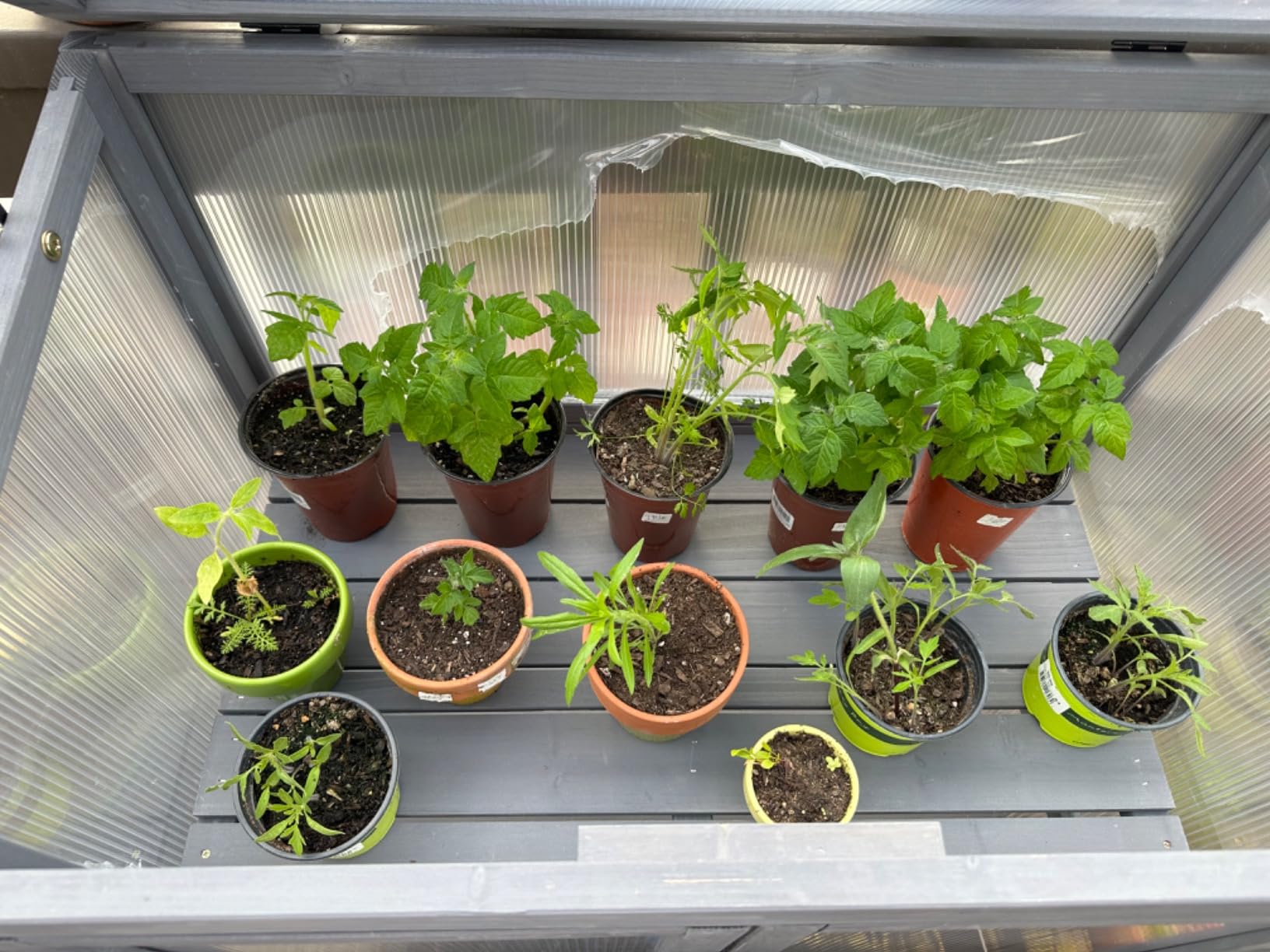MCombo Wooden Cold Frame Greenhouse, Raised Flower Planter Shelf Protection for Outdoor Indoor Use, 0760 (Orange) customer photo 2