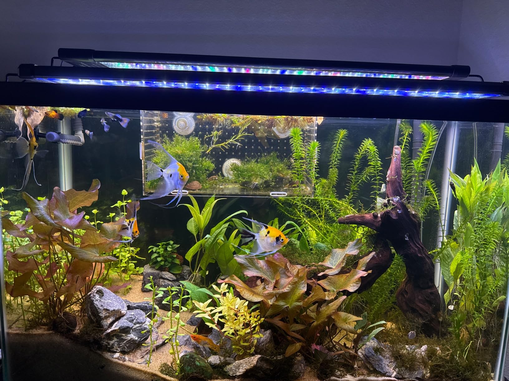 hygger Auto On Off LED Aquarium Light 48-55 Inches Dimmable 7 Colors Full Spectrum Fish Tank Light Fixture for Freshwater Planted Tank Build in Timer Daylight Moonlight & 24/7 Cycle customer photo 1