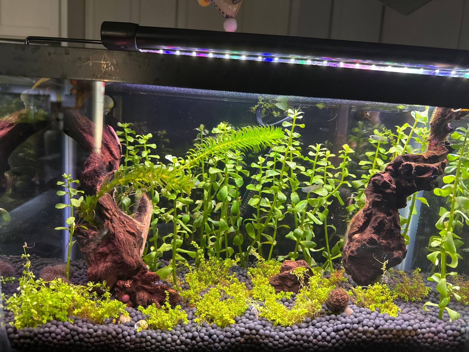hygger Auto On Off LED Aquarium Light 48-55 Inches Dimmable 7 Colors Full Spectrum Fish Tank Light Fixture for Freshwater Planted Tank Build in Timer Daylight Moonlight & 24/7 Cycle customer photo 2