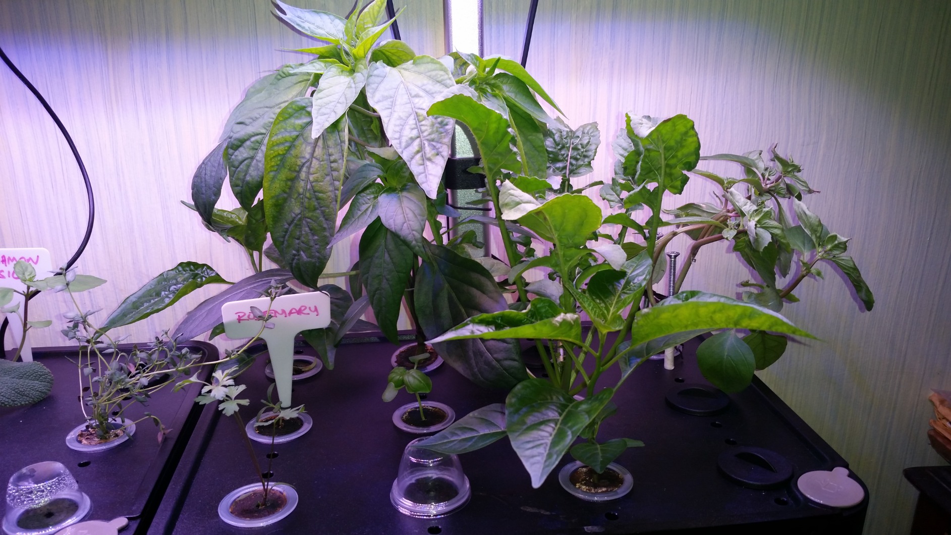 iDOO Hydroponics Growing System Kit 12Pods, Indoor Herb Garden with LED Grow Light, Built-in Fan, Auto-Timer, Adjustable Height Up to 11.3