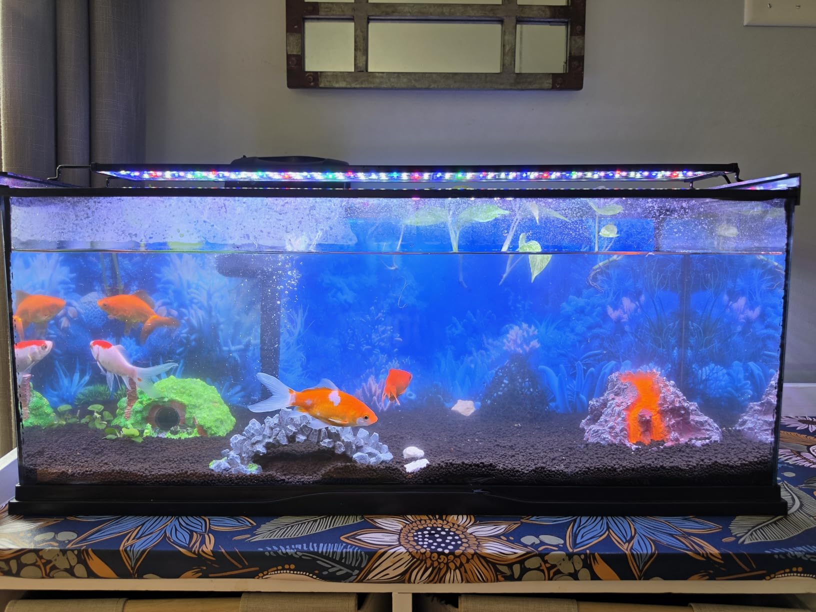 hygger Advanced LED Aquarium Light with Timer, 24/7 Lighting Cycle & DIY Mode, Full Spectrum Fish Tank Light for 30-36 in Freshwater Planted Tank customer photo 1