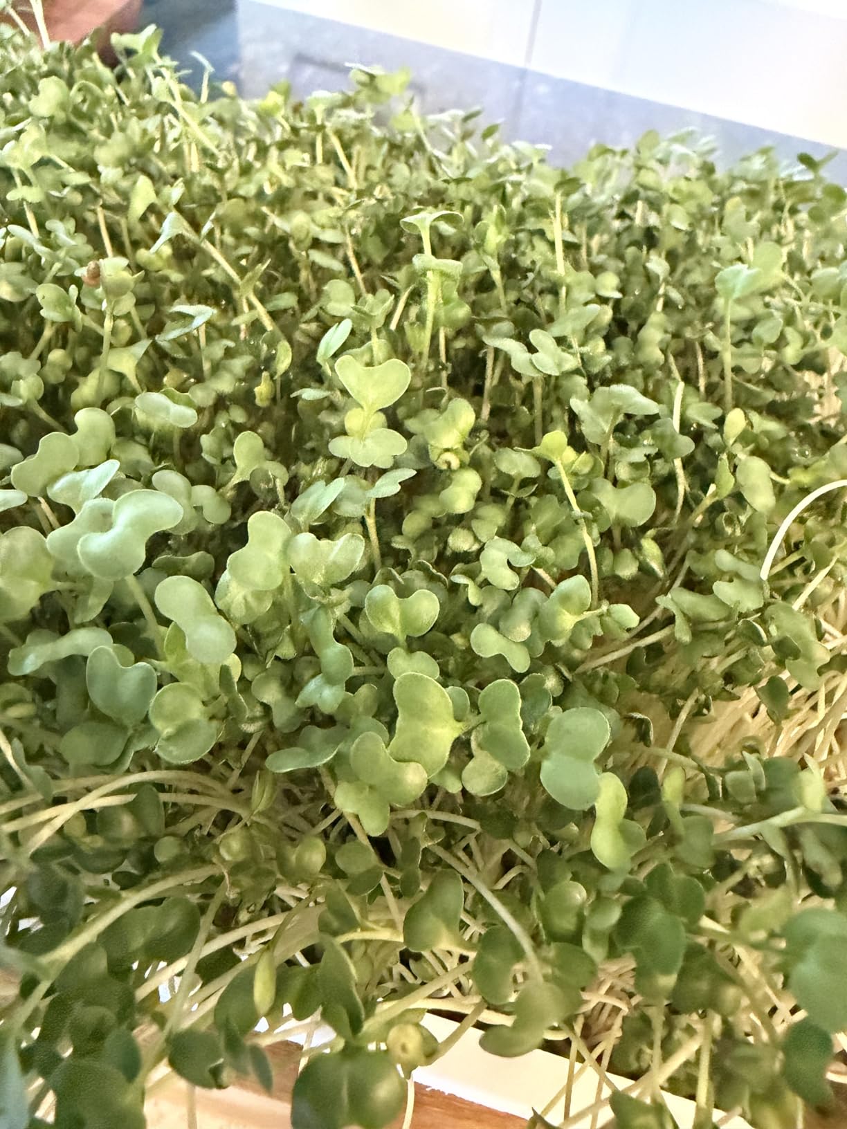 Organic Self-Watering Microgreens Growing Kit - Reusable Indoor Grow Tray with Organic Seeds, Grow Mats & Bamboo Frame - Easy No-Soil Microgreens Starter Kit (Broccoli & Salad Mix) customer photo 2