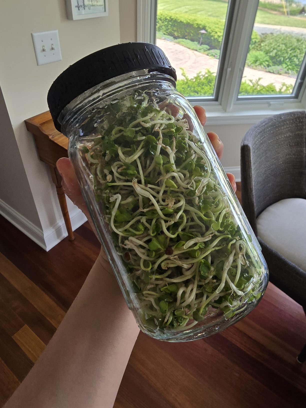 Kitmiido Seed Sprouting Kit, 2 Large Wide Mouth Mason Jars with Sprout Lids, Blackout Sleeves, Drain Tray, Stainless Steel Stand, Sprouts Growing Kit for Bean, Broccoli, Alfalfa (Yellow+Green) customer photo 1