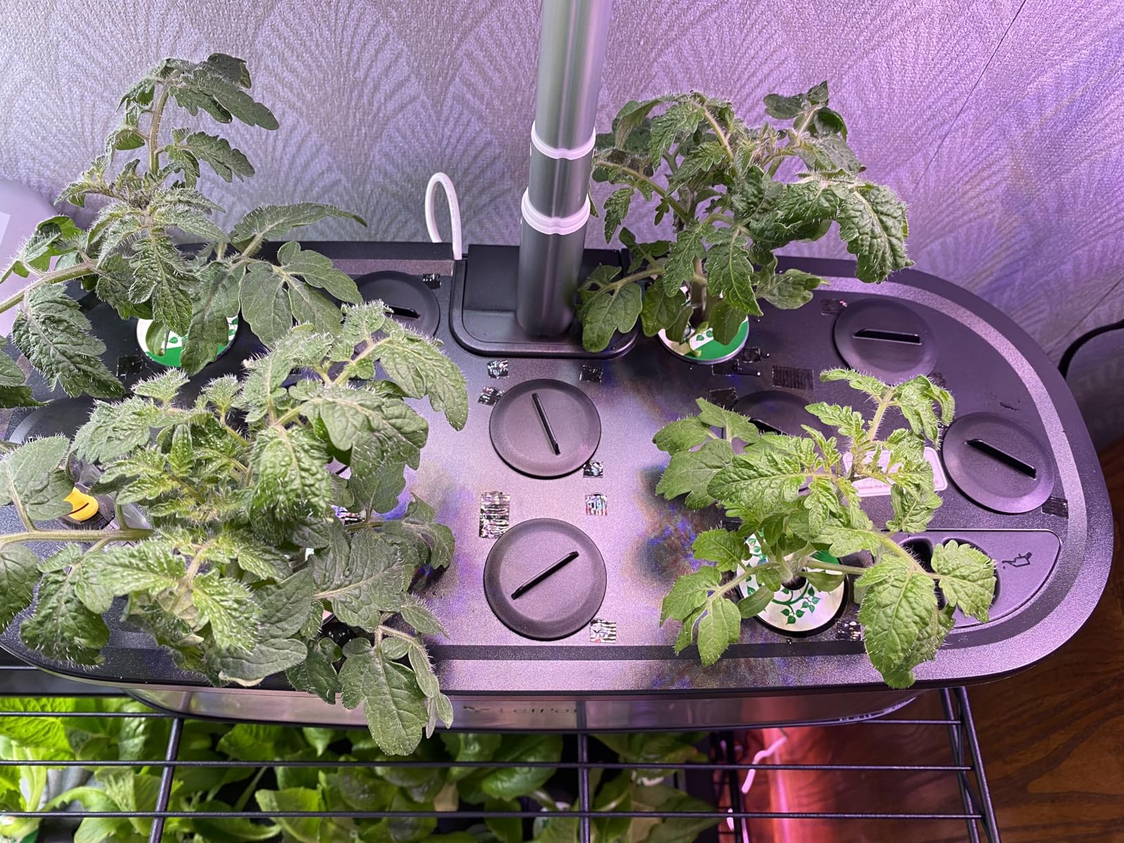 LETPOT LPH-SE Hydroponics Growing System, 12 Pods Smart Herb Garden Kit Indoor, APP & WiFi Controlled, with 24W Growing LED, 5.5L Water Tank, Pump System, Automatic Timer customer photo 1