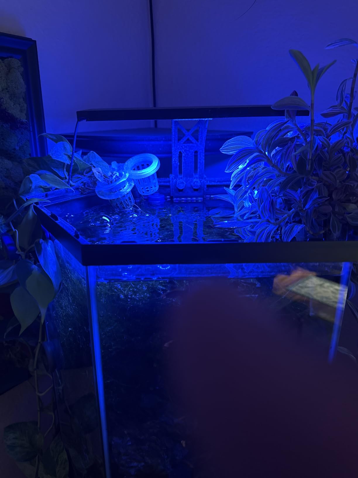 SEAOURA Clip On Aquarium Light for Plants-24/7 Cycle Fish Tank Light with Timer, Full Spectrum+7 Colors Mode, Auto On/Off, Adjustable Brightness and Height, 12W (7inch for 7-12 inch Tank) customer photo 1