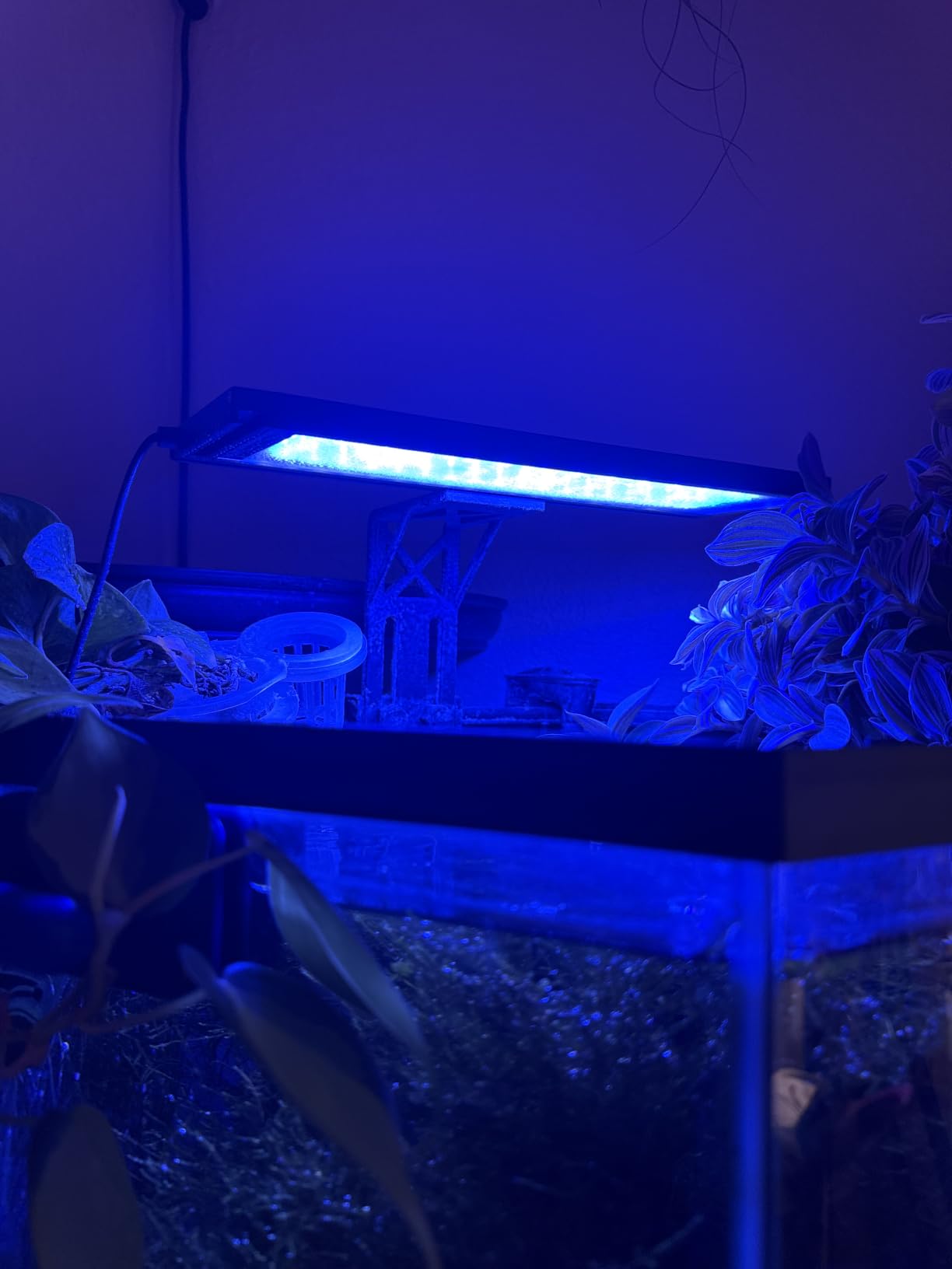 SEAOURA Clip On Aquarium Light for Plants-24/7 Cycle Fish Tank Light with Timer, Full Spectrum+7 Colors Mode, Auto On/Off, Adjustable Brightness and Height, 12W (7inch for 7-12 inch Tank) customer photo 2
