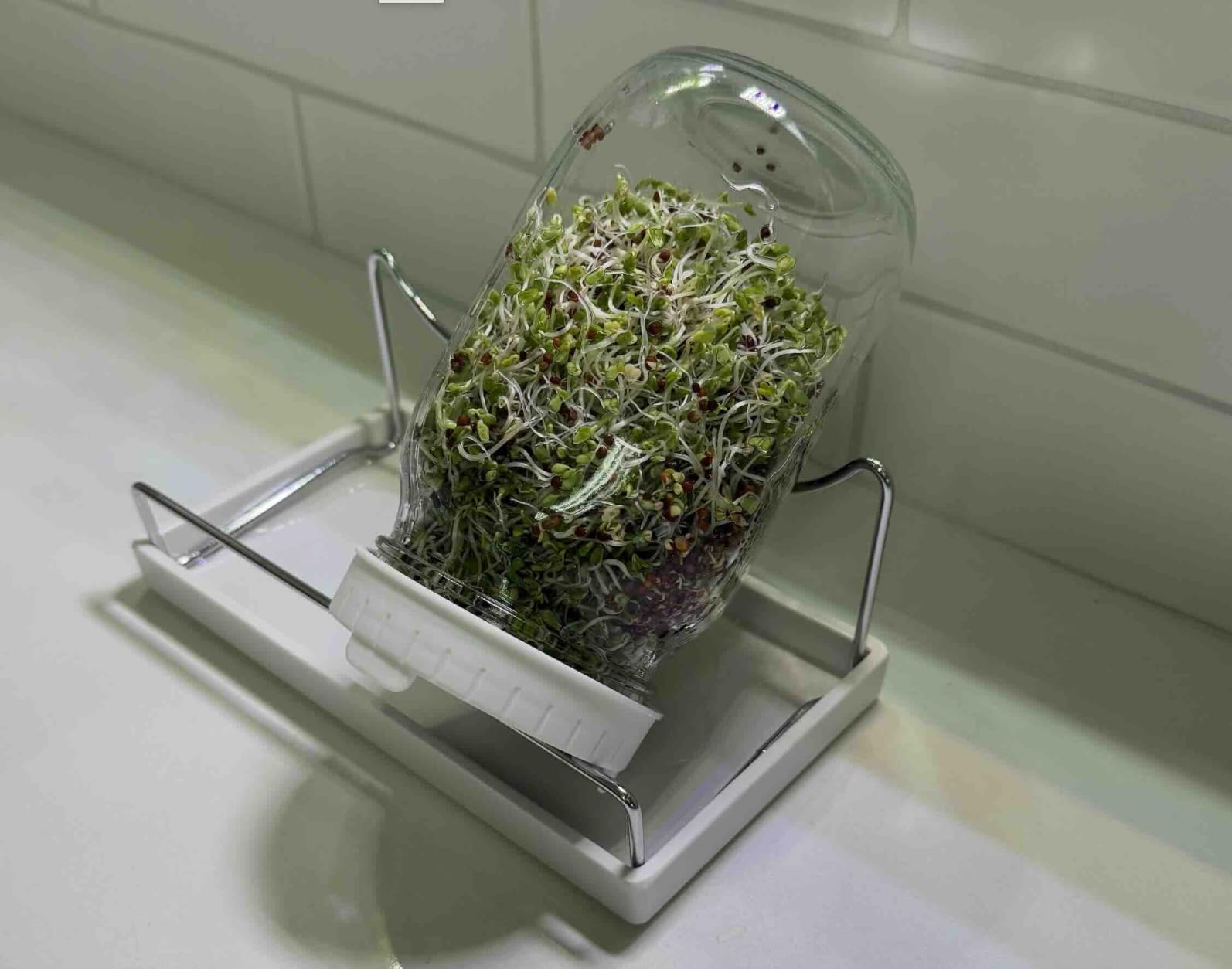 Sprouting Jar Kit - 2 Wide-Mouth Mason Jars with Stand and Sprout Lids | Green onion regrower, sprout lids and drain tray for growing broccoli, alfalfa and mung bean sprouts customer photo 1
