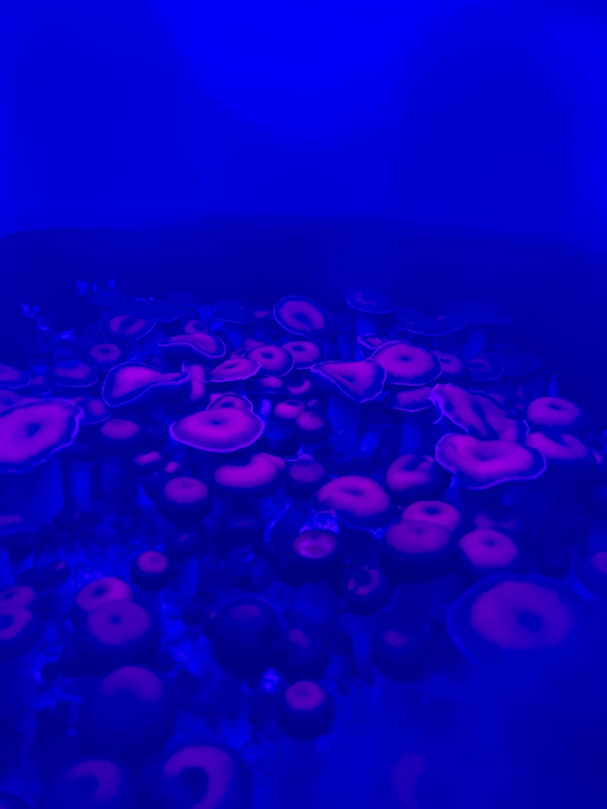 Myco Labs Mushroom Monotub Grow Kit | Complete Mushroom Grow Kit | for Dung-Loving Mushrooms | Includes sterilized Grain Spawn Bag, Bulk Substrate, Vermiculite, Filters & More! Just add Spores customer photo 1