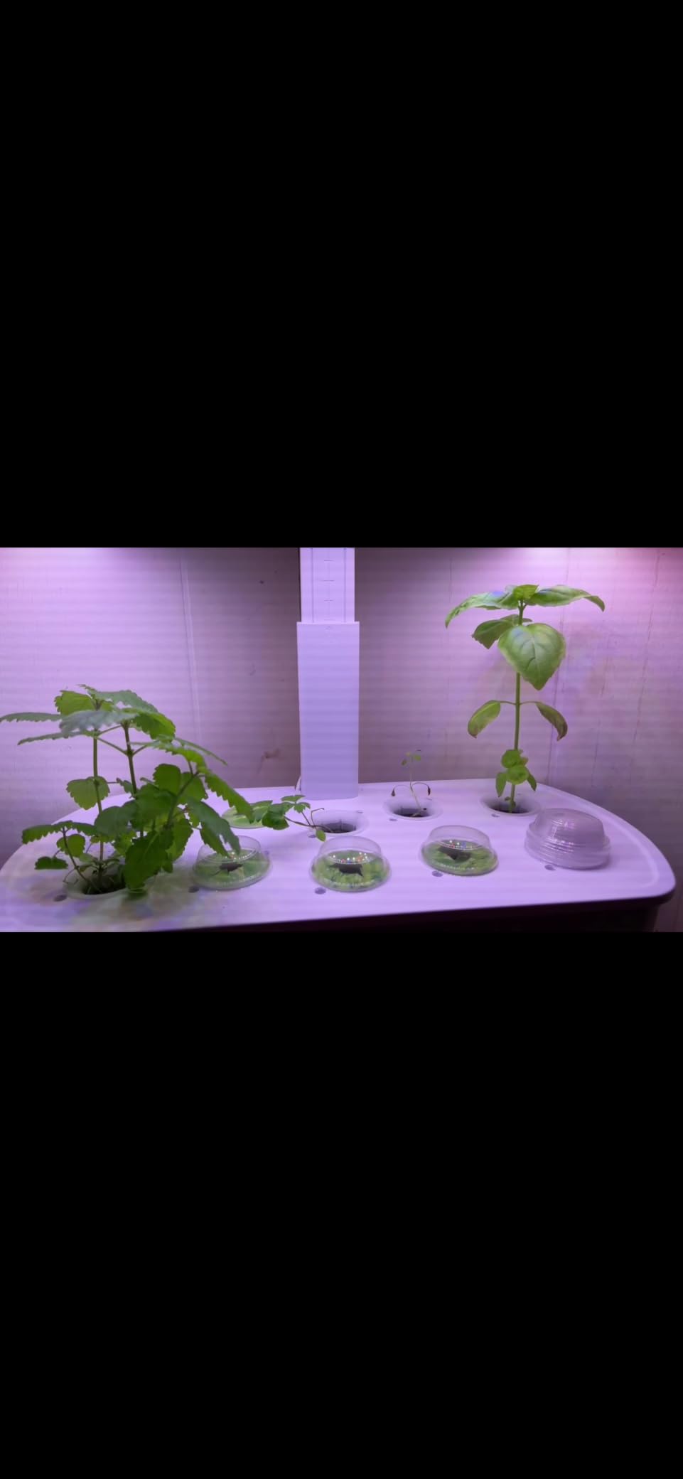 LetPot LPH-Air Hydroponics Growing System Kits, APP & WiFi Controlled Smart Indoor Garden with Adjustable 24W Grow Light Full Spectrum, 10 Pods Planter Indoor Gardening for Gifts, Kitchen, Vegetable customer photo 1