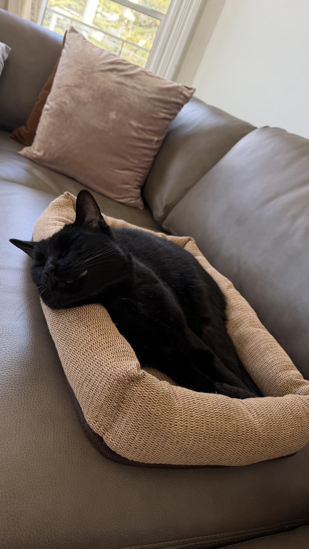 MOHAYA Jute Pet Bed-L, 2-in-1 Small Dog Bed & Scratch Pad - Breathable Jute & Cotton Dual-Layer Design, Eco-Friendly Lounger with Cooling Comfort for Summer - Washable, Durable, Non-Slip Base customer photo 1