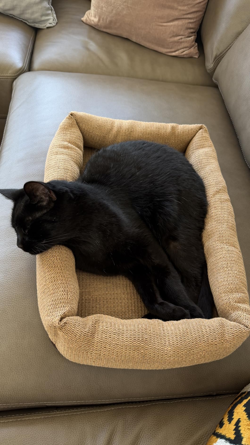 MOHAYA Jute Pet Bed-L, 2-in-1 Small Dog Bed & Scratch Pad - Breathable Jute & Cotton Dual-Layer Design, Eco-Friendly Lounger with Cooling Comfort for Summer - Washable, Durable, Non-Slip Base customer photo 2