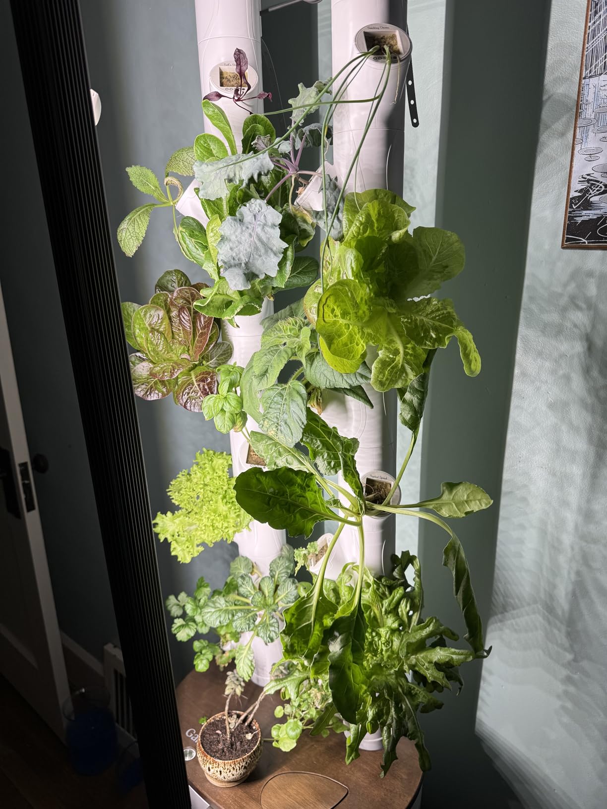 Gardyn Studio 2 Hydroponics Growing System, 16 Plants, Smart Tower, Non-GMO Plants, Herbs, Vegetables, Indoor Kit with Grow Lights customer photo 2