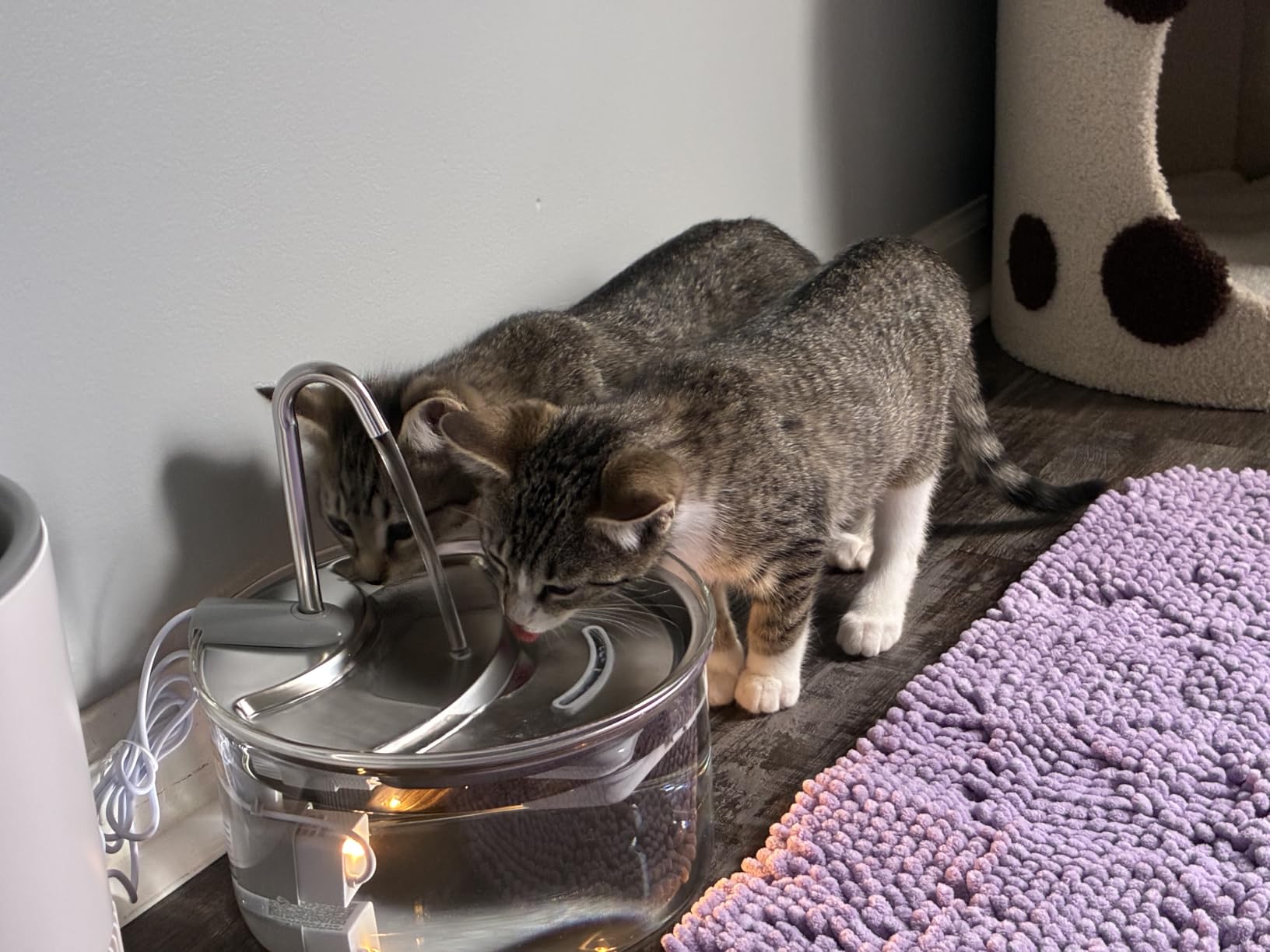 Tomxcute Glass Cat Water Fountain-84oz Dishwasher Safe Cat & Dog Fountain | Borosilicate Glass Bowl, Easy to Clean, Prevents Feline Acne, Ultra Quiet Pump, Warm Light, Gifts for Cats, Dogs customer photo 1