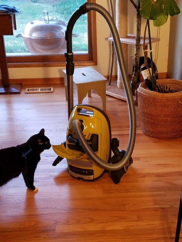 Miele Complete C3 Calima Bagged Canister Vacuum Cleaner with Turbobrush floorhead, Suitable for Low-Medium Pile Carpet and Hard Floors, in Curry Yellow customer photo 1