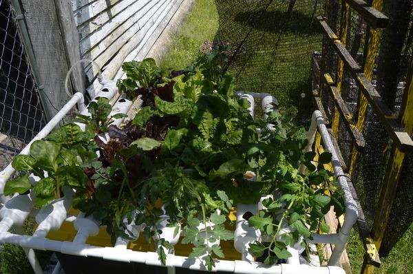Hydroponic Growing System NFT with Timer Control, PVC Pipe 108 Planting Hole, Garden Water Culture Plant Salad Vegetable with Timer, Square Net Pot, Sponge customer photo 1