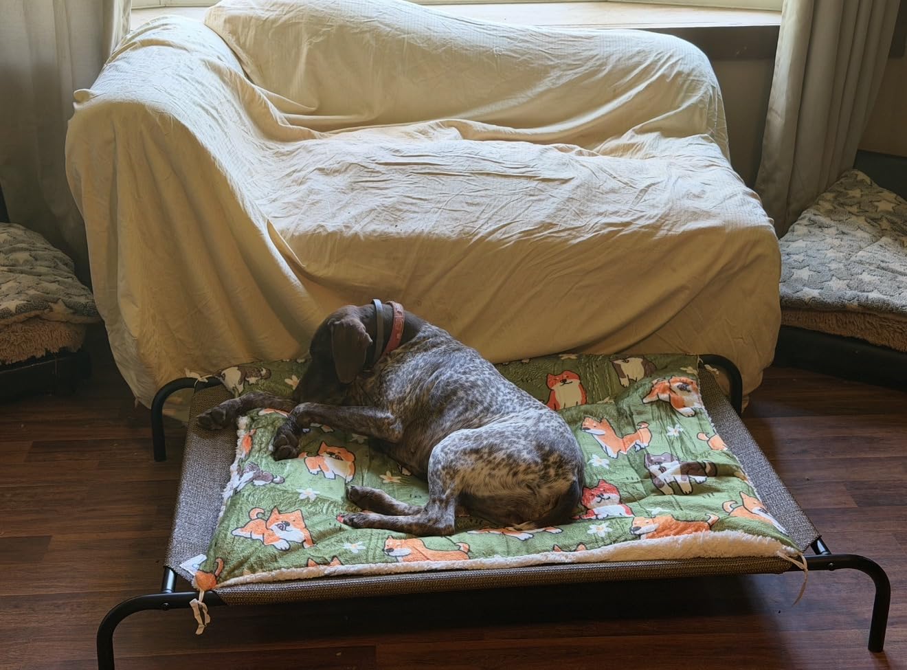 Coolaroo Original Elevated Dog Bed - Breathable Off-The-Ground Pet Bed with Cooling Fabric, Joint Relief & Moisture-Resistant Fabric, 100% Recyclable, Easy Clean, Gunmetal, Medium customer photo 1