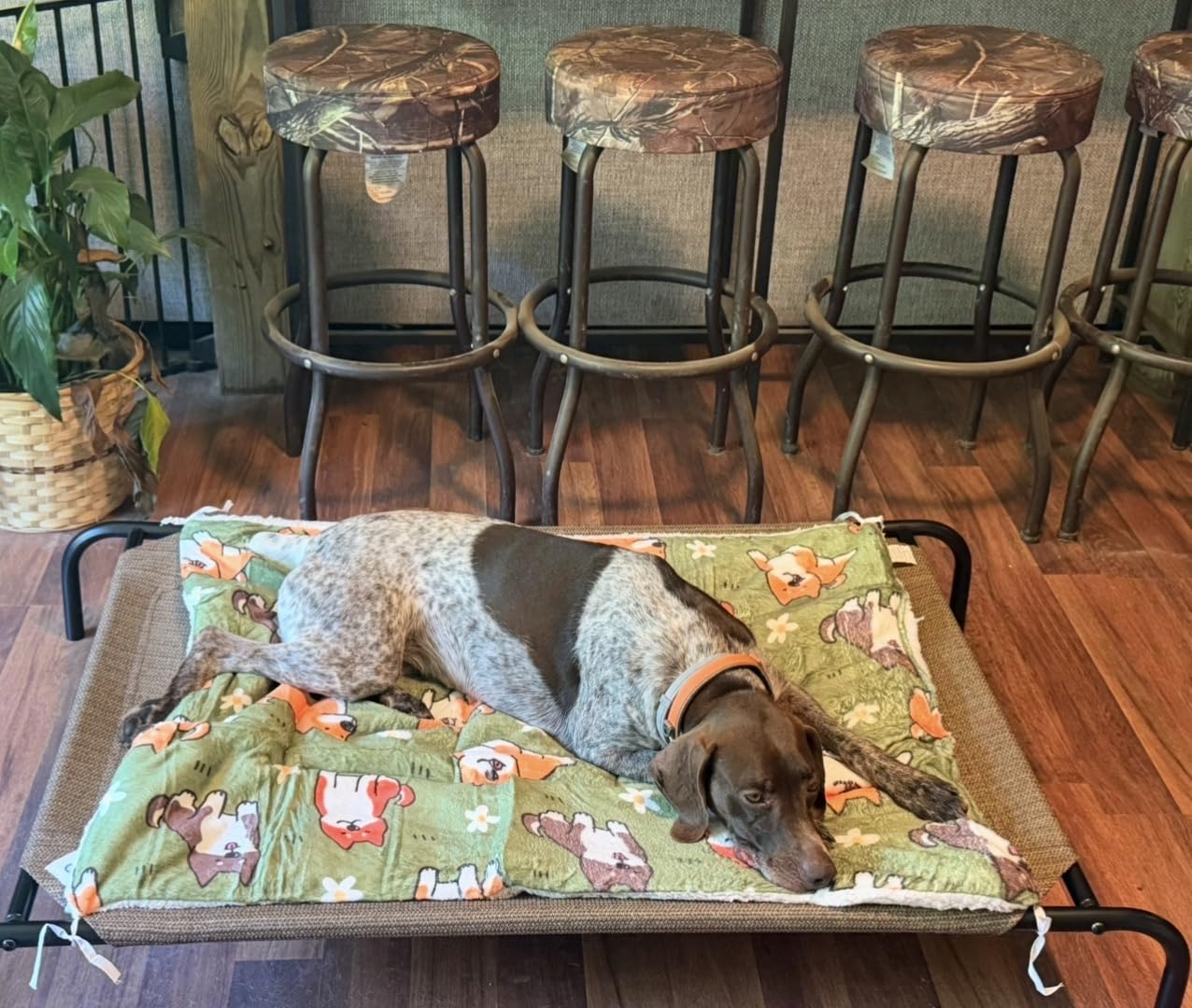 Coolaroo Original Elevated Dog Bed - Breathable Off-The-Ground Pet Bed with Cooling Fabric, Joint Relief & Moisture-Resistant Fabric, 100% Recyclable, Easy Clean, Gunmetal, Medium customer photo 2
