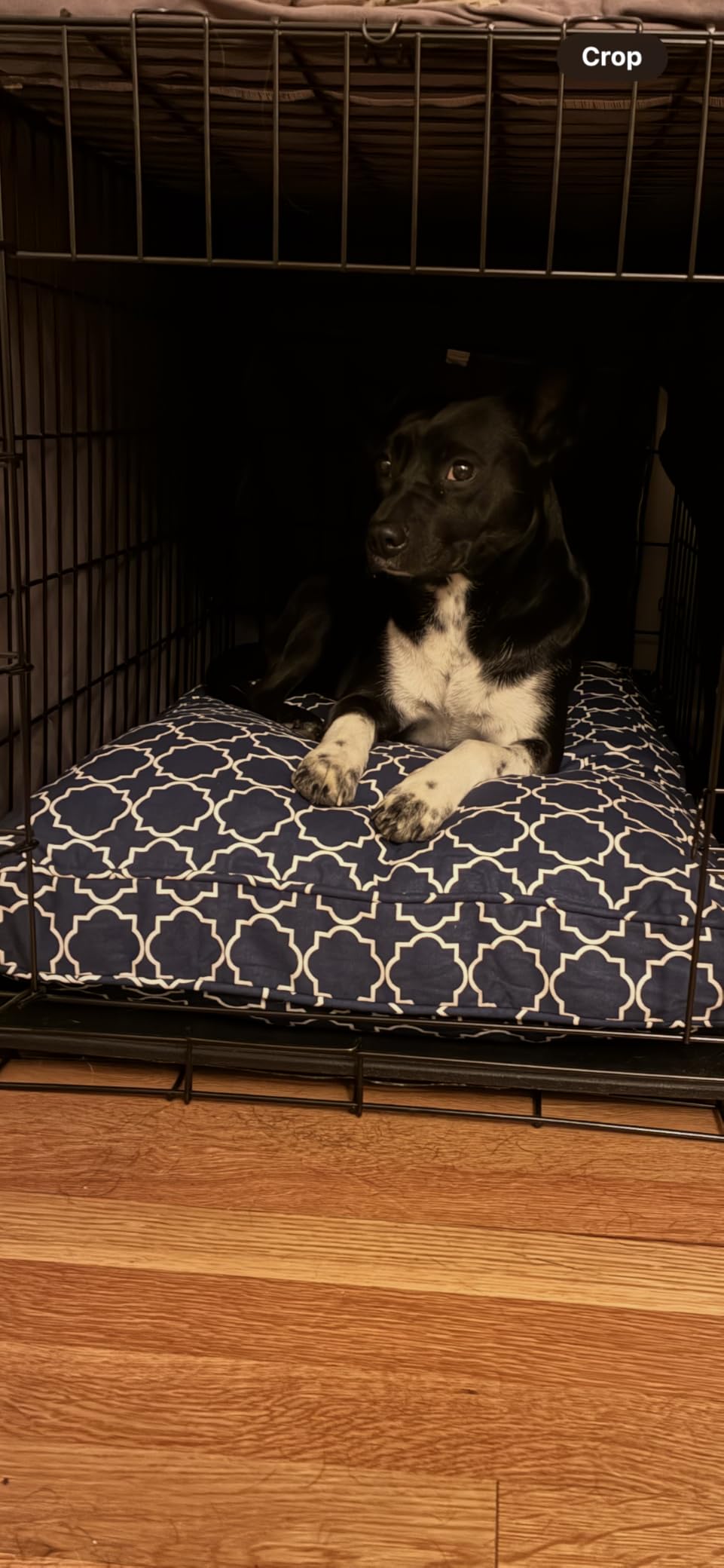 Molly Mutt Sheepy Wool Crate Pad, 100% Cotton Canvas Cover with Soft, Supportive, & Temperature-Regulating 100% Natural Wool-Filled Insert Dog Bed, Crate Mat, Wild Horses, 24