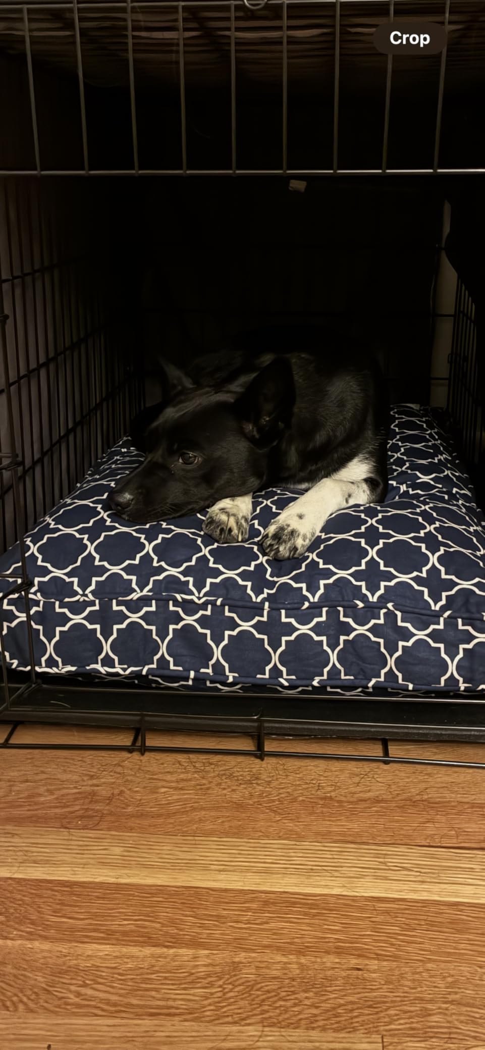 Molly Mutt Sheepy Wool Crate Pad, 100% Cotton Canvas Cover with Soft, Supportive, & Temperature-Regulating 100% Natural Wool-Filled Insert Dog Bed, Crate Mat, Wild Horses, 24