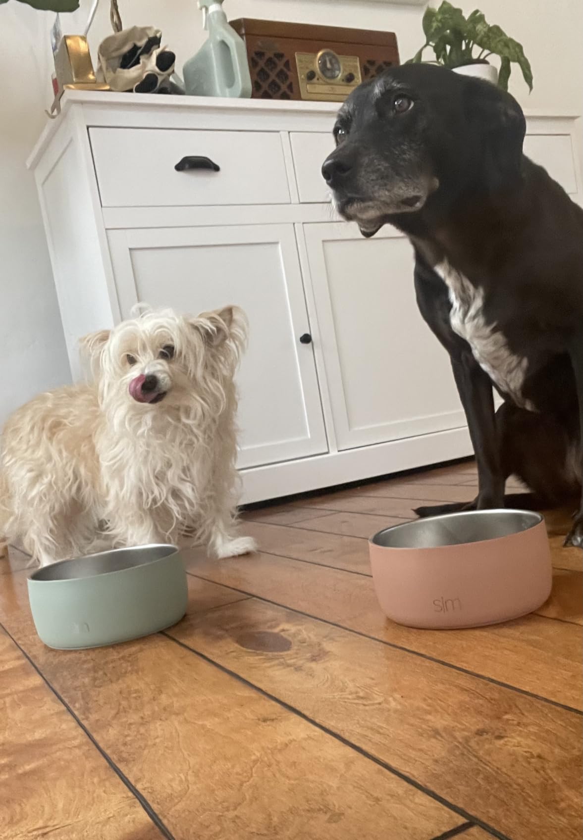 Simple Modern Dog Bowls & Cat Bowls | Medium (4 Cups) | Green | Bentley Stainless Steel Dog Water Bowl & Cat Water Bowl | Insulated Food Bowl | No Tip No Slip Base | Sea Glass Sage customer photo 2